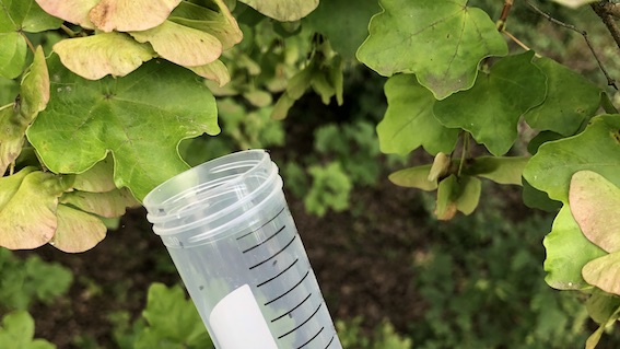 rilascio vespa samurai 2021 1