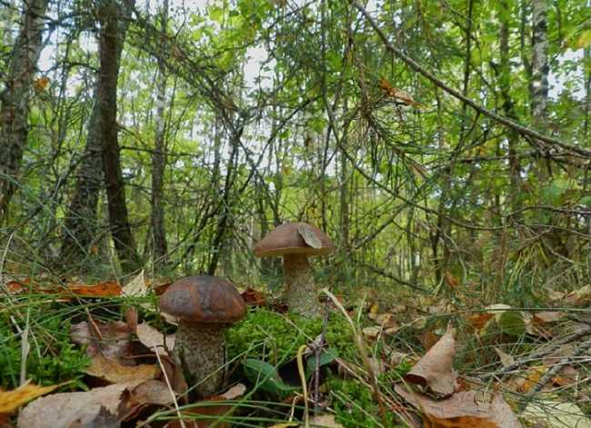 funghi boletus