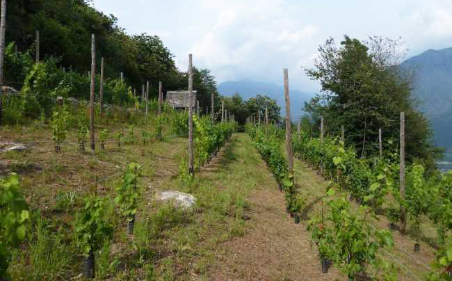 Vigneti La Tensa Val dOssola Ossola in Cantina 8 images sampledata 2019 cantine ossola thumb medium650 0